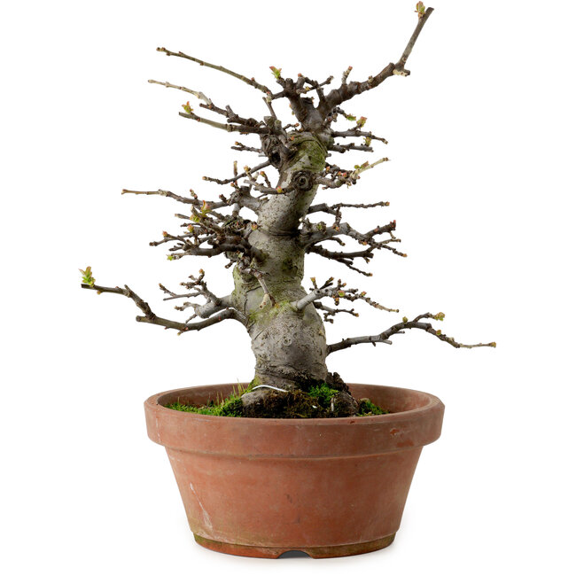 Pseudocydonia sinensis, 27 cm, ± 20 ans, avec un nebari de 9 cm