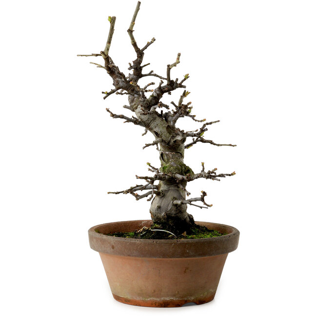 Pseudocydonia sinensis, 30 cm, ± 20 jaar oud, met een nebari van 8 cm