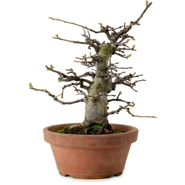 Pseudocydonia sinensis, 27 cm, ± 20 años de edad, con un nebari de 9 cm