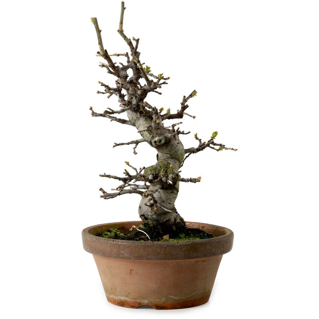 Pseudocydonia sinensis, 30 cm, ± 20 years old, with a nebari of 8 cm