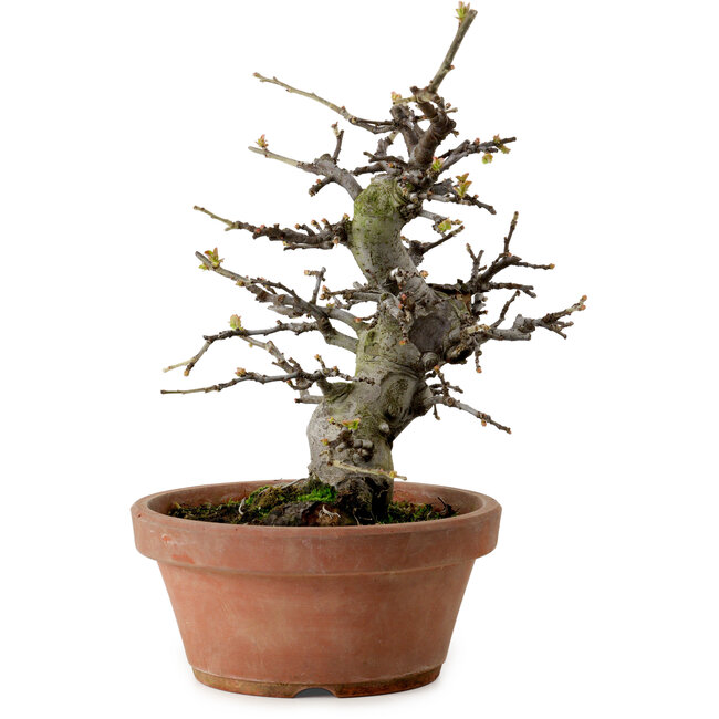 Pseudocydonia sinensis, 27 cm, ± 20 años de edad, con un nebari de 9 cm