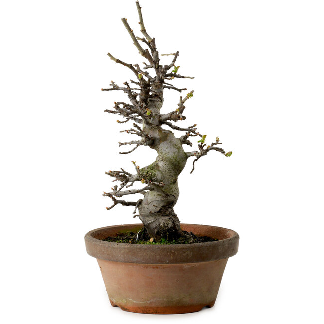 Pseudocydonia sinensis, 30 cm, ca. 20 Jahre alt, mit einem Nebari von 8 cm