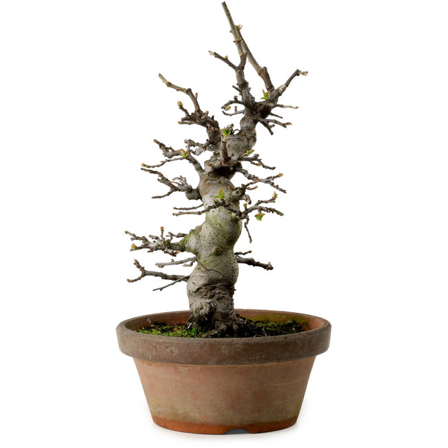 Pseudocydonia sinensis, 30 cm, ± 20 ans, avec un nebari de 8 cm