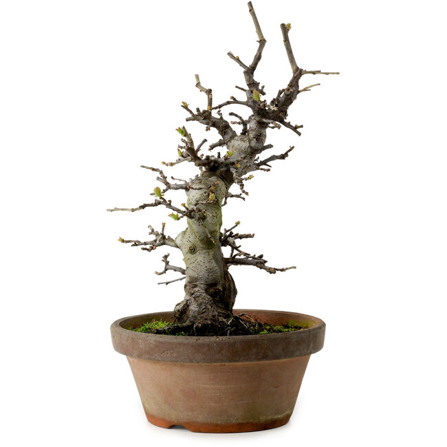 Pseudocydonia sinensis, 30 cm, ca. 20 Jahre alt, mit einem Nebari von 8 cm