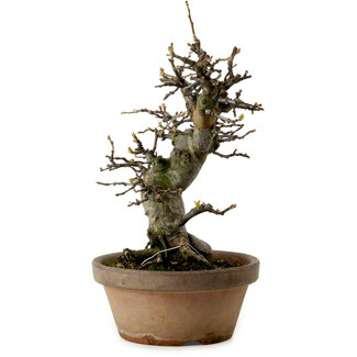 Pseudocydonia sinensis, 29 cm, ± 20 ans