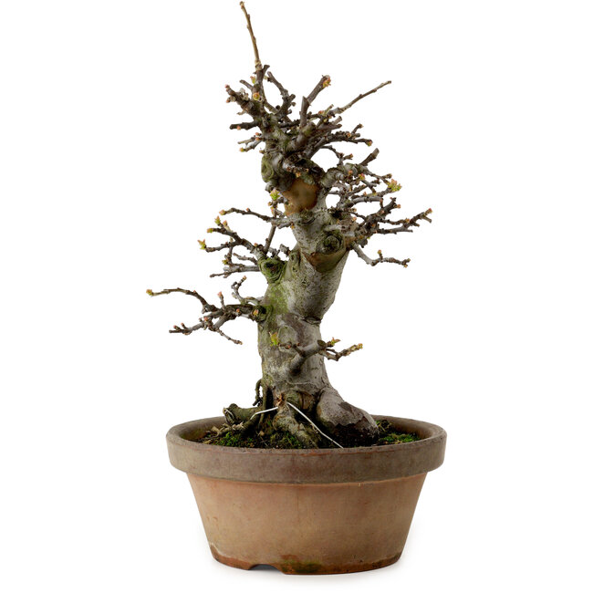 Pseudocydonia sinensis, 29 cm, ± 20 ans, avec un nebari de 10 cm