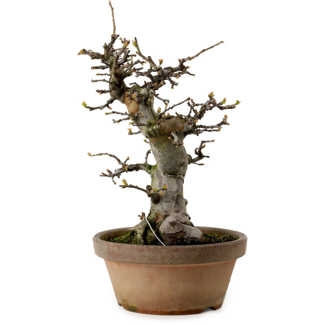 Pseudocydonia sinensis, 29 cm, ± 20 ans, avec un nebari de 10 cm