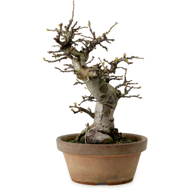 Pseudocydonia sinensis, 29 cm, ± 20 años de edad, con un nebari de 10 cm