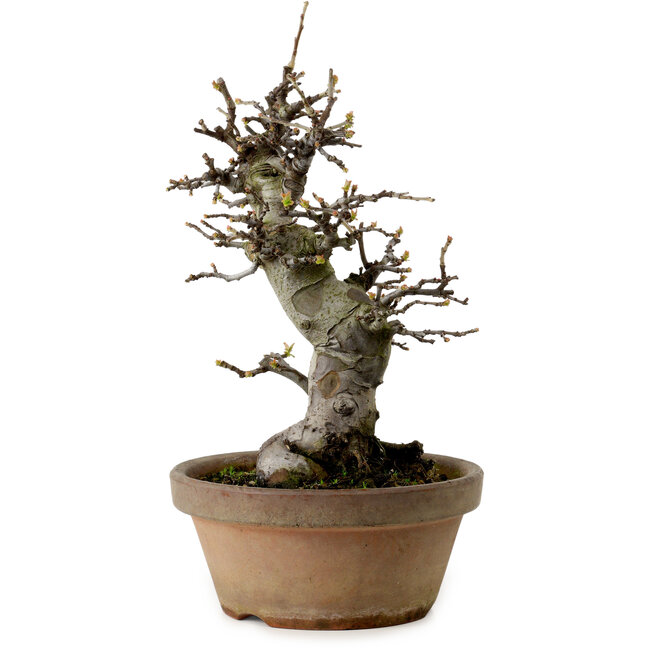 Pseudocydonia sinensis, 29 cm, ± 20 ans, avec un nebari de 10 cm