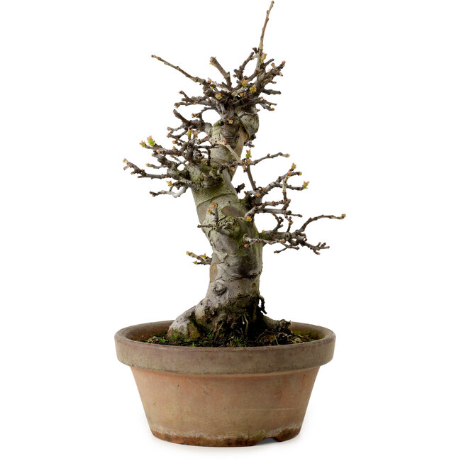 Pseudocydonia sinensis, 29 cm, ± 20 ans, avec un nebari de 10 cm