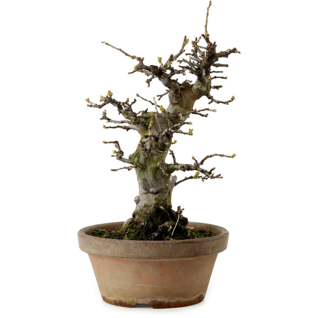 Pseudocydonia sinensis, 29 cm, ± 20 anni, con un nebari di 10 cm