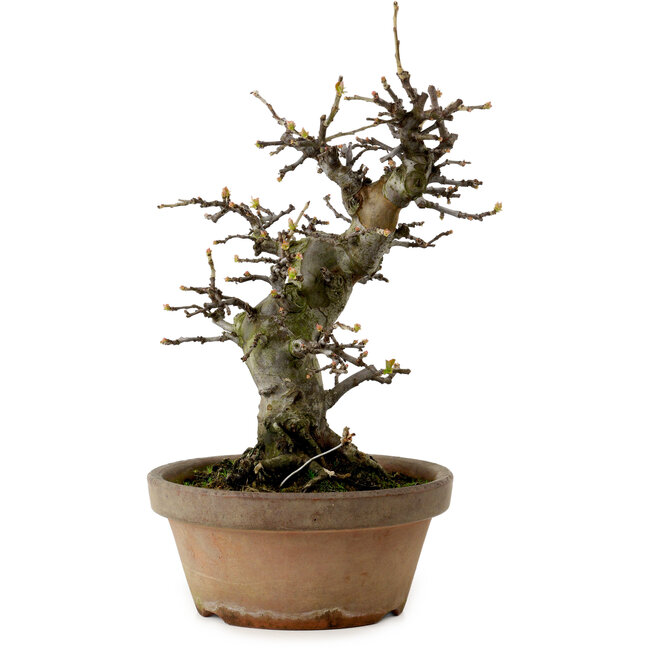 Pseudocydonia sinensis, 29 cm, ± 20 años de edad, con un nebari de 10 cm