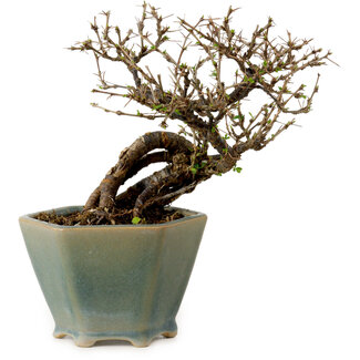 Caragana chamagu lam (kinjakuka), 15 cm, ± 10 años