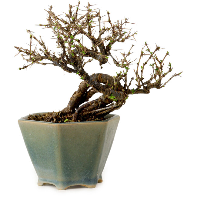 Caragana chamagu lam (kinjakuka), 15 cm, ± 10 años, en una olla rota