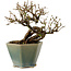 Caragana chamagu lam (kinjakuka), 15 cm, ± 10 years old, in a broken pot
