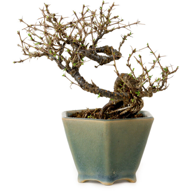 Caragana chamagu lam (kinjakuka), 15 cm, ± 10 años, en una olla rota