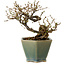 Caragana chamagu lam (kinjakuka), 15 cm, ± 10 years old, in a broken pot