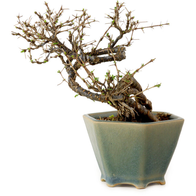 Caragana chamagu lam (kinjakuka), 15 cm, ± 10 jaar oud, in kapotte pot