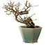 Caragana chamagu lam (kinjakuka), 15 cm, ± 10 ans, dans un pot cassé