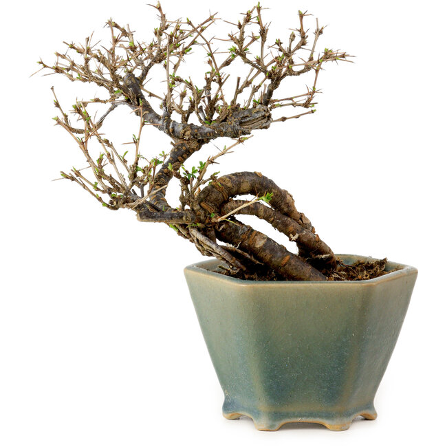 Caragana chamagu lam (kinjakuka), 15 cm, ± 10 anni, in un vaso rotto