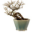 Caragana chamagu lam (kinjakuka), 15 cm, ± 10 ans, dans un pot cassé