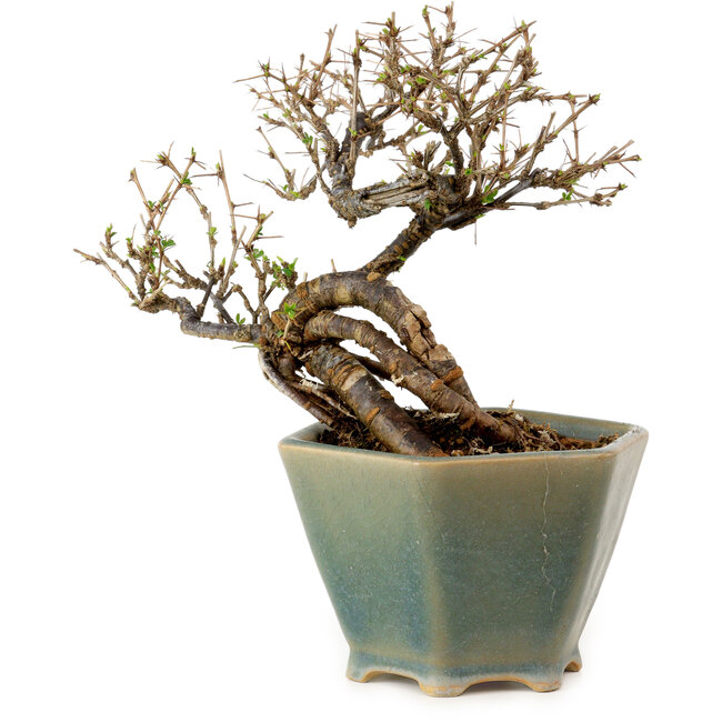 Caragana chamagu lam (kinjakuka), 15 cm, ± 10 jaar oud, in kapotte pot