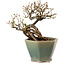 Caragana chamagu lam (kinjakuka), 15 cm, ± 10 years old, in a broken pot