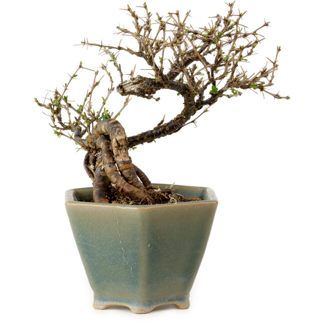 Caragana chamagu lam (kinjakuka), 15 cm, ± 10 jaar oud, in kapotte pot