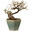 Caragana chamagu lam (kinjakuka), 15 cm, ± 10 years old, in a broken pot