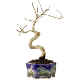 Lagerstroemia indica, 16 cm, ± 10 years old