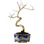 Lagerstroemia indica, 16 cm, ± 10 ans