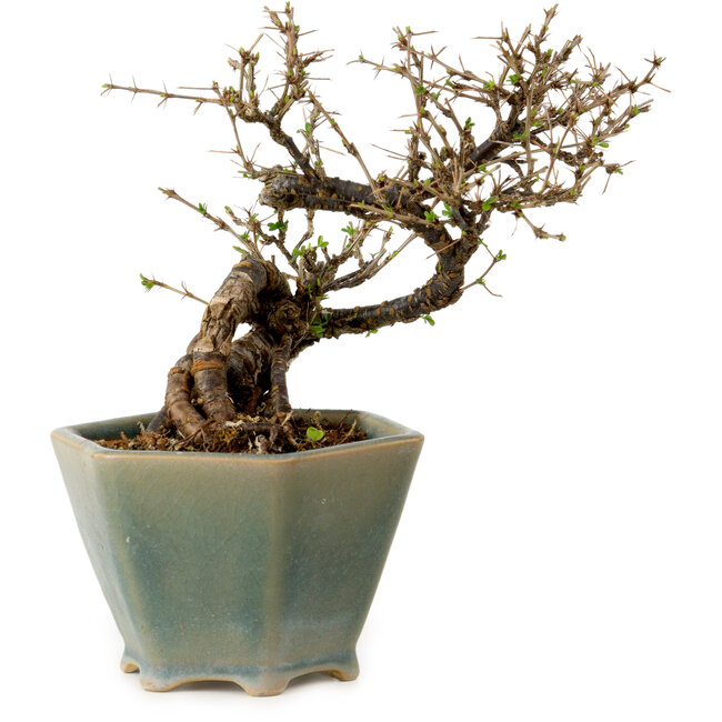 Caragana chamagu lam (kinjakuka), 15 cm, ± 10 años, en una olla rota