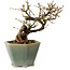 Caragana chamagu lam (kinjakuka), 15 cm, ± 10 years old, in a broken pot