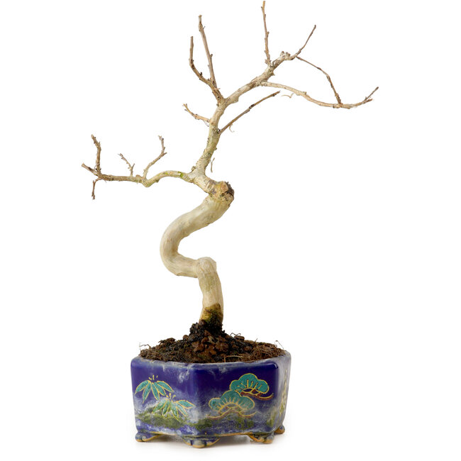 Lagerstroemia indica, 16 cm, ± 10 años de edad