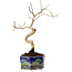 Lagerstroemia indica, 16 cm, ± 10 ans