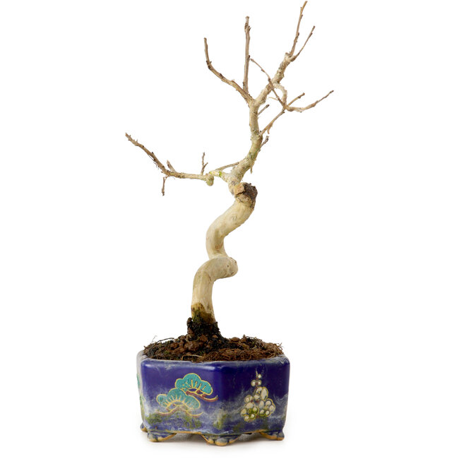 Lagerstroemia indica, 16 cm, ± 10 years old