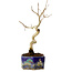Lagerstroemia indica, 16 cm, ± 10 ans