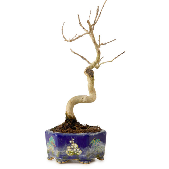 Lagerstroemia indica, 16 cm, ± 10 ans