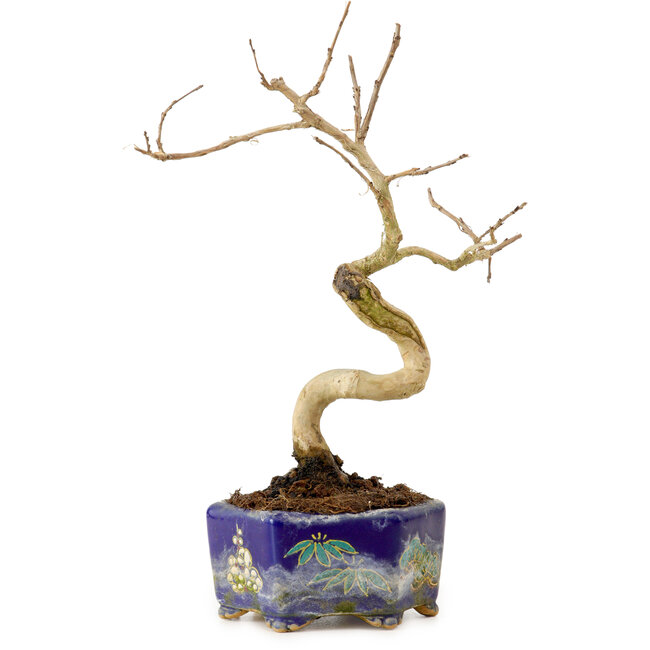 Lagerstroemia indica, 16 cm, ± 10 ans