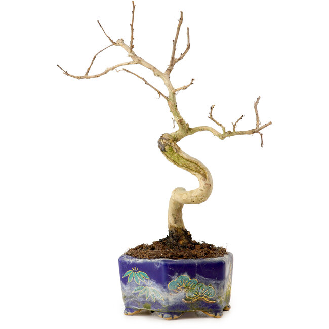 Lagerstroemia indica, 16 cm, ± 10 anni