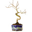 Lagerstroemia indica, 16 cm, ± 10 ans