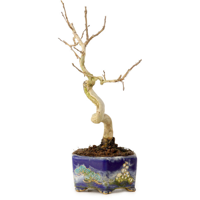 Lagerstroemia indica, 16 cm, ± 10 jaar oud