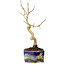 Lagerstroemia indica, 16 cm, ± 10 ans