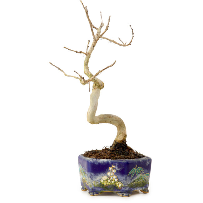 Lagerstroemia indica, 16 cm, ± 10 jaar oud