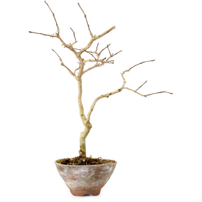 Lagerstroemia indica, 19 cm, ± 10 Jahre alt