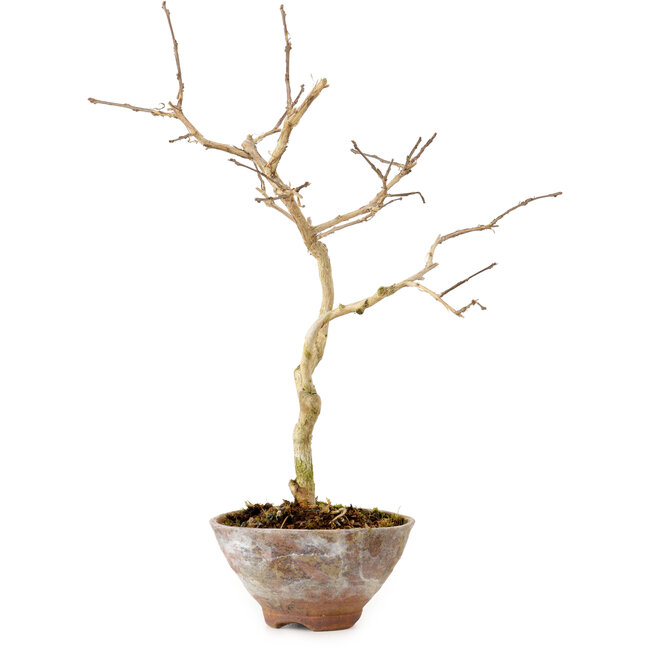 Lagerstroemia indica, 19 cm, ± 10 anni