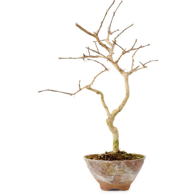 Lagerstroemia indica, 19 cm, ± 10 years old