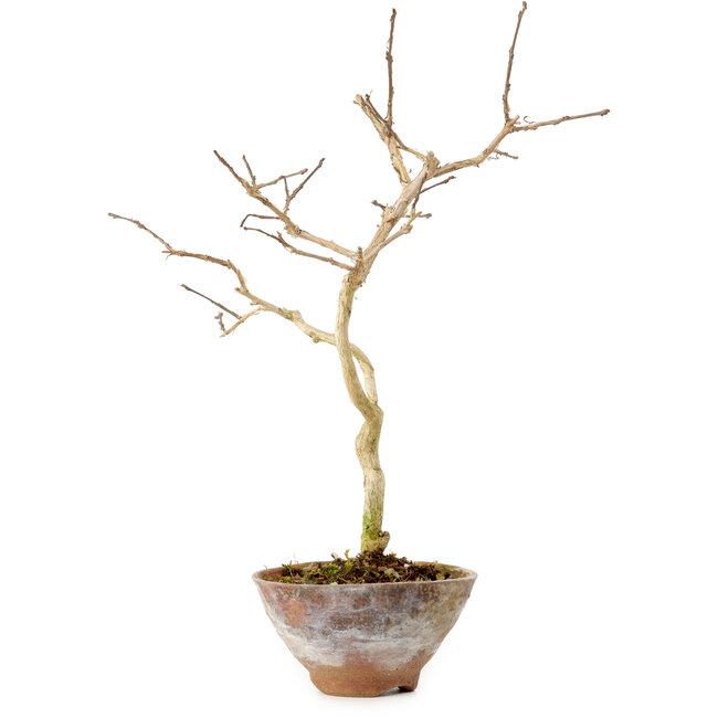 Lagerstroemia indica, 19 cm, ± 10 anni