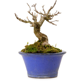 Acer buergerianum, 12 cm, ± 10 jaar oud