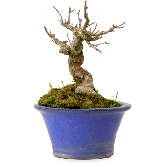 Acer buergerianum, 12 cm, ± 10 anni, con nebari di 4 cm